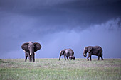 Elephants in the maasaimara, Kenya