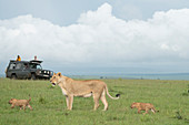 Weiblicher Löwe mit Jungen (Panthera Leo) im Massai Mara Nationalpark, Kenia.