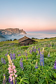 Alpe di Siusi/Seiser Alm, Dolomites, South Tyrol, Italy, Europe. Bloom on Plateau of Bullaccia/Puflatsch. In the background the peaks of Sciliar/Schlern