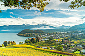 Weinberge rund um das Dorf Spiez am Ufer des Thunersees, Kanton Bern, Schweiz