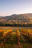 Levizzano Rangone scenery with vineyards, Levizzano Rangone, Castelvetro di Modena district, Modena province, Emilia Romagna, Italy.