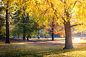 Zentralpark während des Herbstes, Manhattan, New York, USA