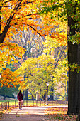 Central Park during autumn, Manhattan, New York, Usa