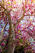 A colorful tree in the village of Ronda, one of the most famous "white villages" of Andalusia, Spain.