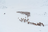 A nenets raindeer herder and his dog caring about the herd. Polar Urals, Yamalo-Nenets autonomous okrug, Siberia, Russia