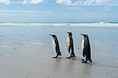 Königspinguin (Aptenodytes patagonica), Volunteer Point, Falklandinseln.