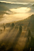 Morning mist and trees in autumn, Saar Valley, Mettlach, Saarland, Germany