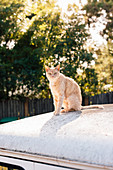 Orange tabby cat sitting on top of vehicle