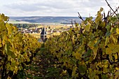 France, Marne, Villedomange church at the background and grapes at the foreground