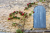 France, Vaucluse, regional natural reserve of Luberon, Viens, rosebush in flower on the facade of a house of the old village