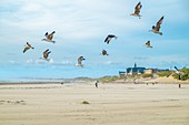 France, Pas-de-Calais, Berck-sur-Mer, seaside resort on the Opale Coast, the beach and François Calot Institute - Hopale Foundation in the background