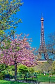 Frankreich, Paris, Ufer der Seine, von der UNESCO geschütztes Gebiet, Park Champ de Mars mit einem blühenden Kirschbaum und Eiffelturm