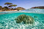 France, South Corsica, Porto-Vecchio, beach of Palombaggia