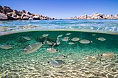 France, South Corsica, Bonifacio, Nature reserve of islands Lavezzi, beach of Cala di l' Achiarinu, sea bed and bench of common Sar (Diplodus sargus)