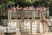 France, Charente Maritime, La Palmyre zoo, children feed the giraffes