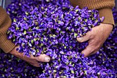 France, Alpes Maritimes, Tourrettes sur Loup, Quentin production, harvest of Tourrettes violets