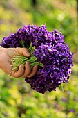 France, Alpes Maritimes, Tourrettes sur Loup, Quentin production, bunch of violets