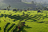 Reisanbau und Bewässerungssystem von Jatiluwih, Bali, Indonesien, Südostasien, Asien