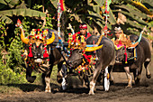 Makepun, Büffelrennen, unweit der Stadt Negara auf Bali, Indonesien, Südostasien, Asien