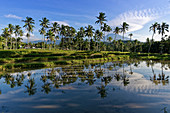 Reisfelder im Osten Javas unterhalb des Gunung Ijen nahe der Kleinstadt Lijin, Insel Java, Indonesien, Südostasien, Asien
