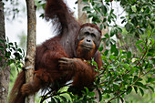 Männlicher Orang-Utan im Tanjung Puting Nationalpark, Insel Borneo, Indonesien, Südostasien, Asien