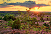 Heideblüte, Heide, Aussicht, Wilseder Berg, Lüneburger Heide, Niedersachsen, Deutschland, Europa 