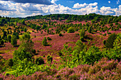 Heath blossom, heather, view, Totengrund, Lueneburg Heath, Lower Saxony, Germany, Europe