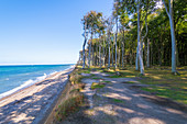Ghost forest, Nienhagen, beach, forest, Baltic Sea, Mecklenburg-Western Pomerania, Germany, Europe