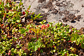 Multberry in Alta, Finmark, Norway, Europe