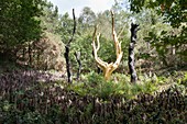 Frankreich, Ille et Vilaine, Paimpont, der goldene Baum im Wald von Broceliande