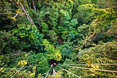 France, French Guiana, Kourou, Camp Canopee, Climbing with a rope to the canopy, 36 m above the ground