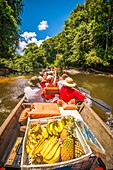 France, French Guiana, Kourou, Camp Canopee, Navigation on the Kourou River in a traditional pirogue to Camp Canopee