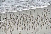 France, Finistere, Cleder, Kerfissien beach, Sanderling (Calidris alba) at high tide