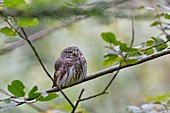 France, Doubs, Great Owl (Glaucidium passerinum)