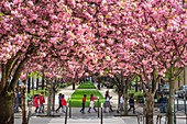 France, Paris, the Vivaldi alley lined with prunus in bloom is part of the Coulee Verte Rene-Dumont (former Promenade Plantee), on the site of an old railway line