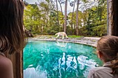 Frankreich, Sarthe, La Fleche, La Fleche Zoo, Ungewöhnliche Familienunterkunft in der Arctic Lodge für eine intime Begegnung mit Eisbärenbären (Ursus maritimus), hier das große Wohnzimmer mit atemberaubendem Blick auf den Status der Bärenpoolotektion, Washington Convention Annex II B (CITES), IUCN-Status, Mindestrisiko, abhängig von Erhaltungsmaßnahmen (LR-cd)