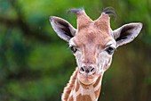 Frankreich, Sarthe, La Fleche, La Fleche Zoo, Fütterung von Giraffen während der Aktivität Tierhalter für einen Tag, offen für alle ab 8 Jahren, so dass Sie sich in die Lage eines Tierpflegers versetzen können, der sich unter seiner Aufsicht um Tiere kümmert , IUCN, Mindestrisiko, abhängig von Erhaltungsmaßnahmen (LR-cd)