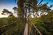 France, French Guiana, Kourou, Camp Canopee, Discovery of the canopy, 36 m from the ground, passing from tree to tree thanks to suspended bridges, at sunset