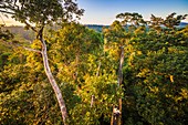 Frankreich, Französisch-Guayana, Kourou, Camp Canopee, Entdeckung des Baldachins, 36 m über dem Boden, bei Hängebrücken von Baum zu Baum übergehend, bei Sonnenuntergang