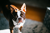 Portrait of French bulldog at home