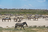 Zeal of plains zebras (Equus quagga),Ndutu,Ngorongoro Conservation Area,Serengeti,Tanzania
