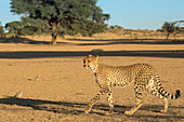 Gepard (Acinonyx jubatus), Kgalagadi Transfrontier Park, Südafrika, Afrika