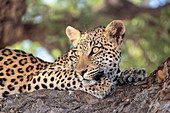 Leopard (Panthera pardus) female, Kgalagadi Transfrontier Park, South Africa, Africa