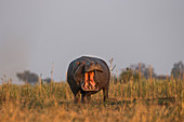 Flusspferd (Hippopotamus amphibius), Chobe-Nationalpark, Botswana, Afrika