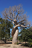 Lovers Baobab (Baobab Amoureux), Adansonia za tree near Kirindy Forest, Morondava, Western Madagascar, Africa