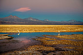Flamingos in Salar de Atacama, Chile, Südamerika