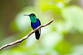 Gekrönte Waldnymphe (Thalurania colombica), eine Kolibriart im Arenal Volcano National Park, Provinz Alajuela, Costa Rica, Mittelamerika