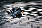 Spectacled Caiman (Caiman crocodilus), Boca Tapada, Alajuela Province, Costa Rica, Central America