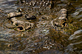 Amerikanisches Krokodil (Crocodylus acutus), Fluss Tarcoles, Nationalpark Carara, Provinz Puntarenas, Costa Rica, Mittelamerika