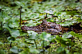 Brillen-Kaiman (Caiman Crocodilus), Tortuguero-Nationalpark, Provinz Limon, Costa Rica, Mittelamerika